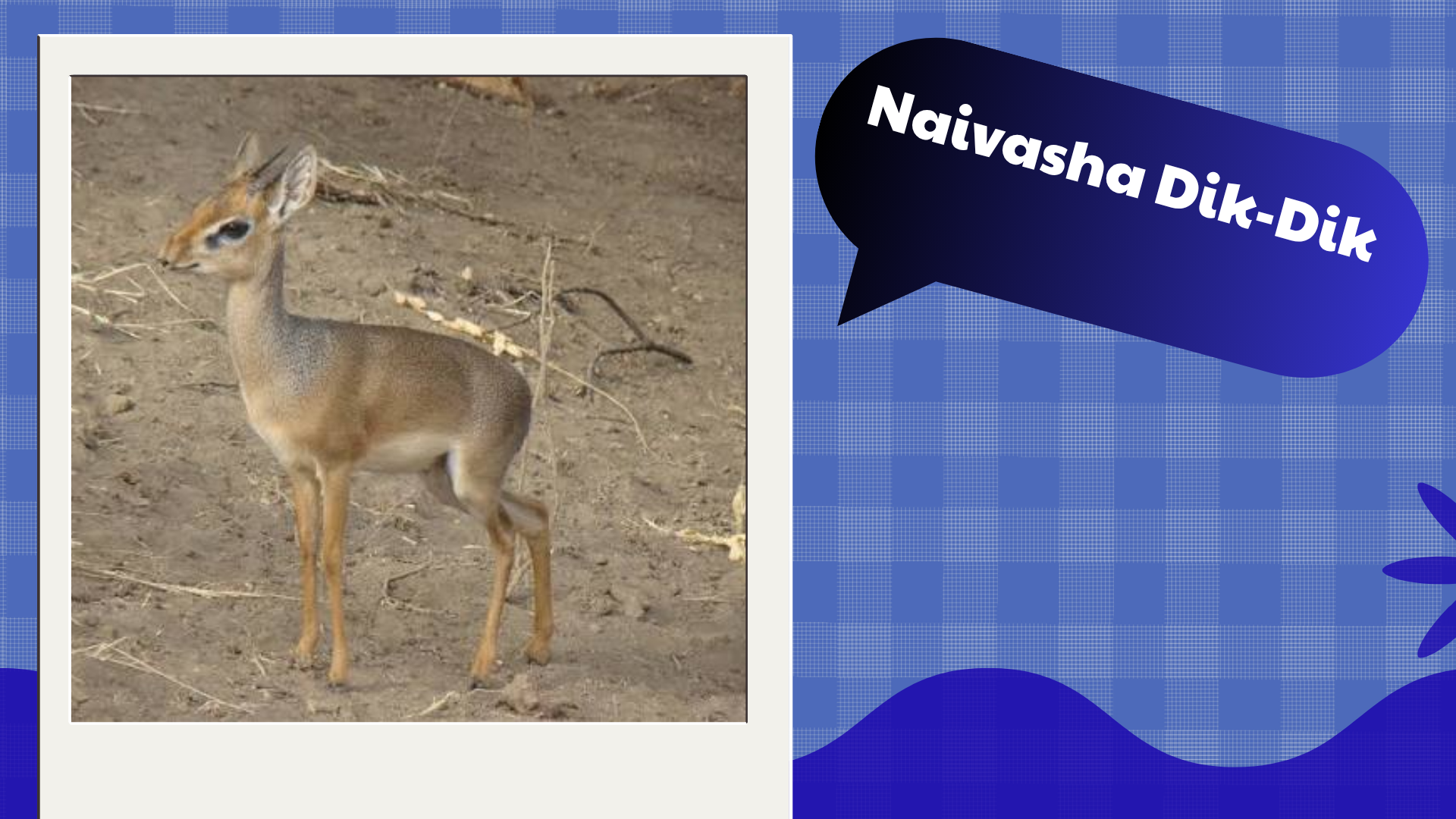 Naivasha Dik-Dik