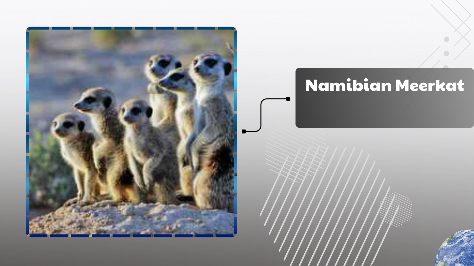 Namibian Meerkat