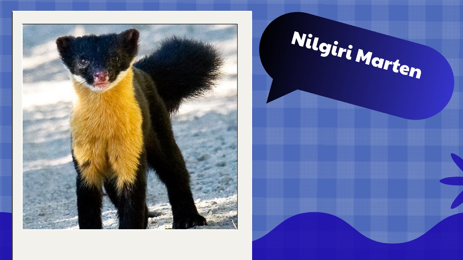 Nilgiri Marten