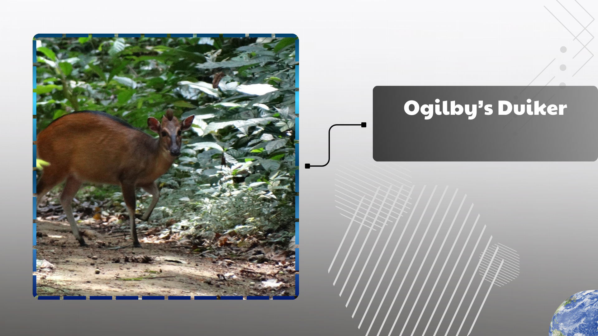 Ogilby’s Duiker