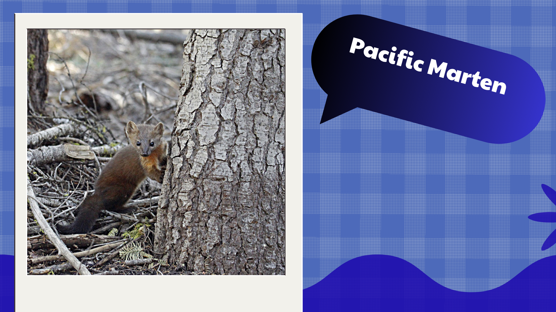Pacific Marten