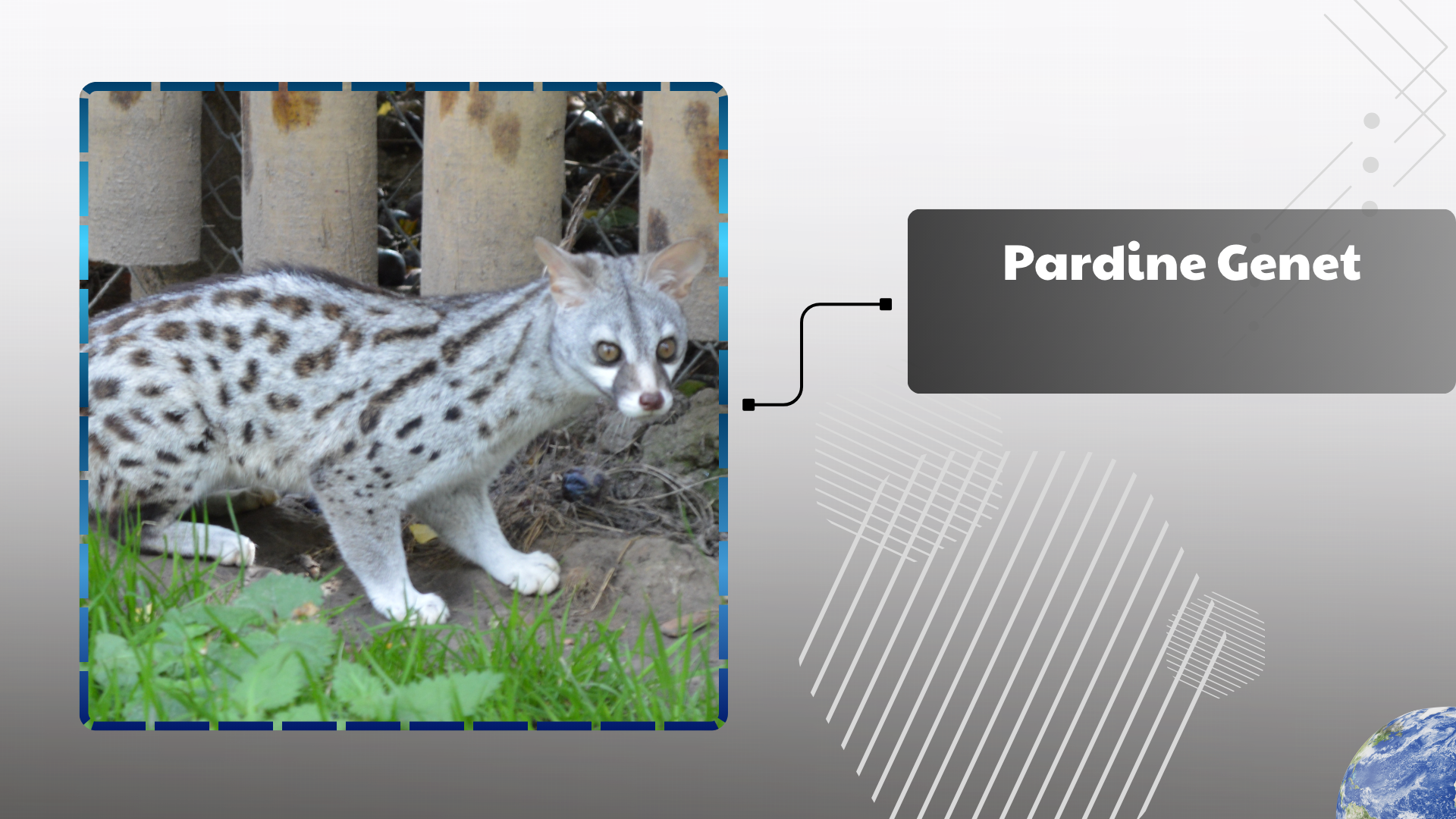 Pardine Genet