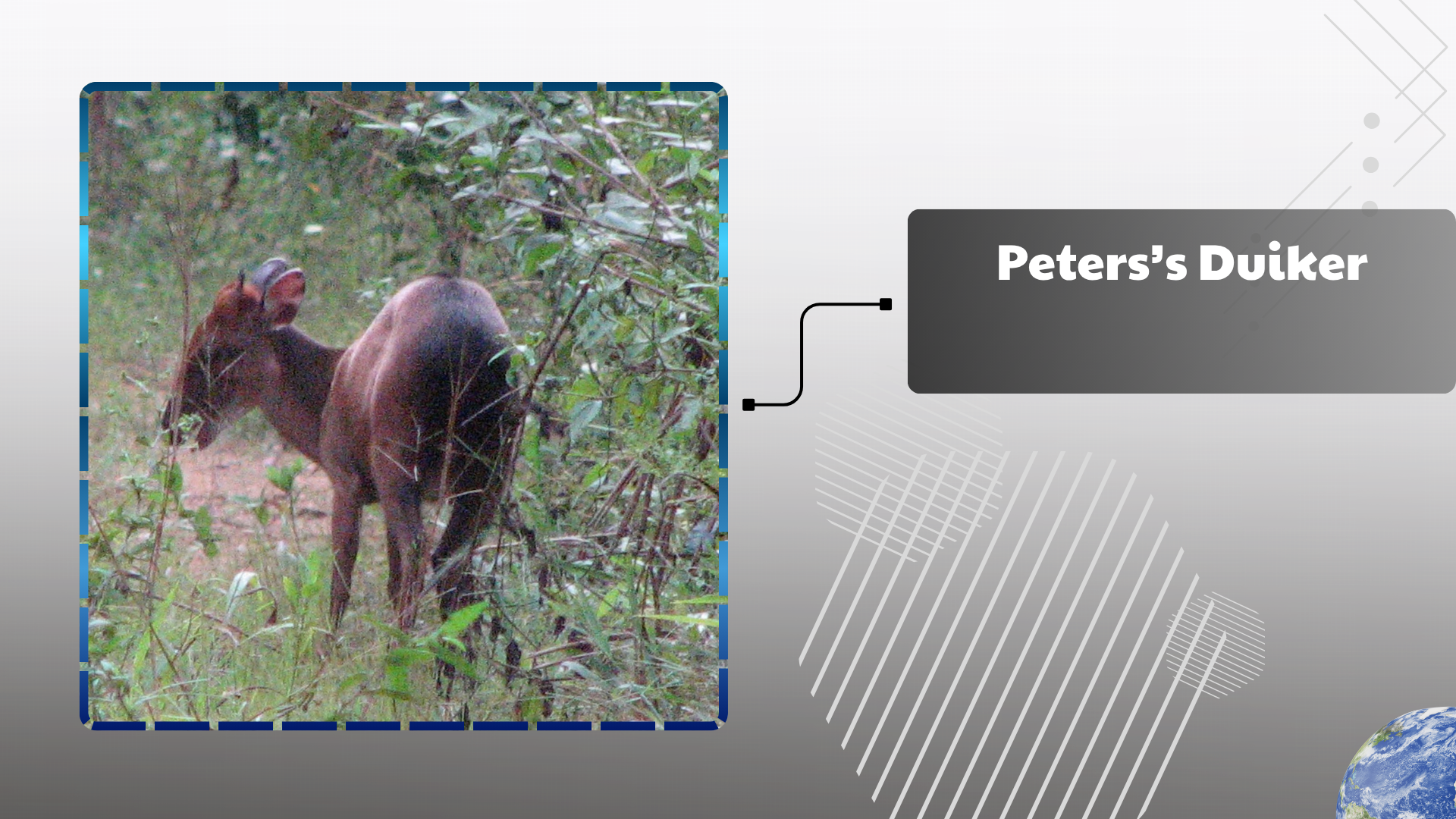 Peters’s Duiker