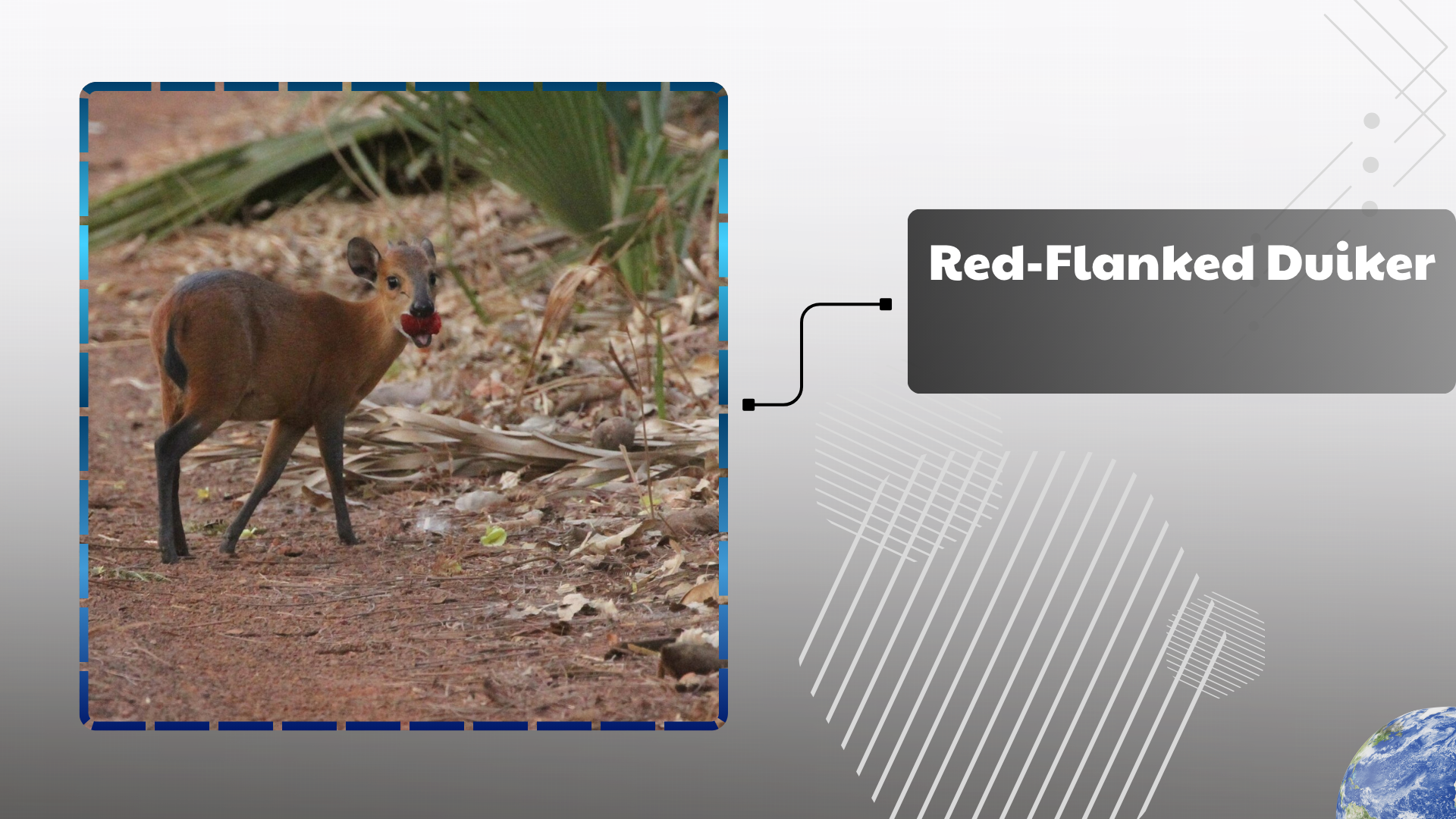 Red-Flanked Duiker