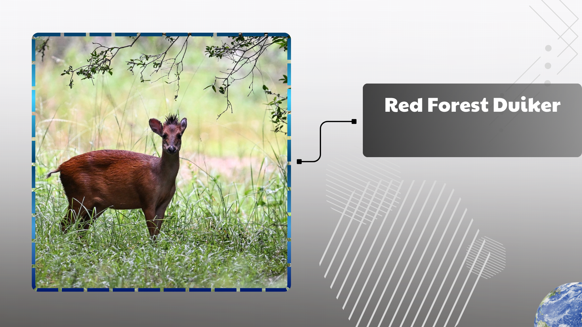 Red Forest Duiker