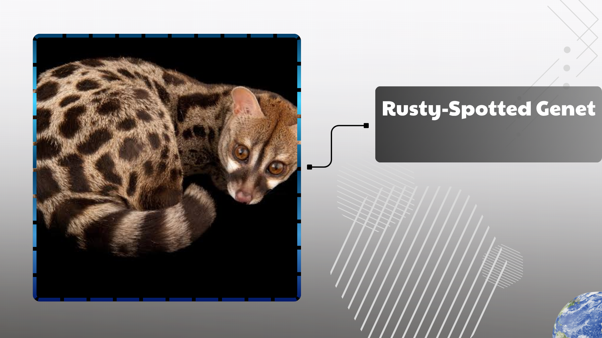 Rusty-Spotted Genet