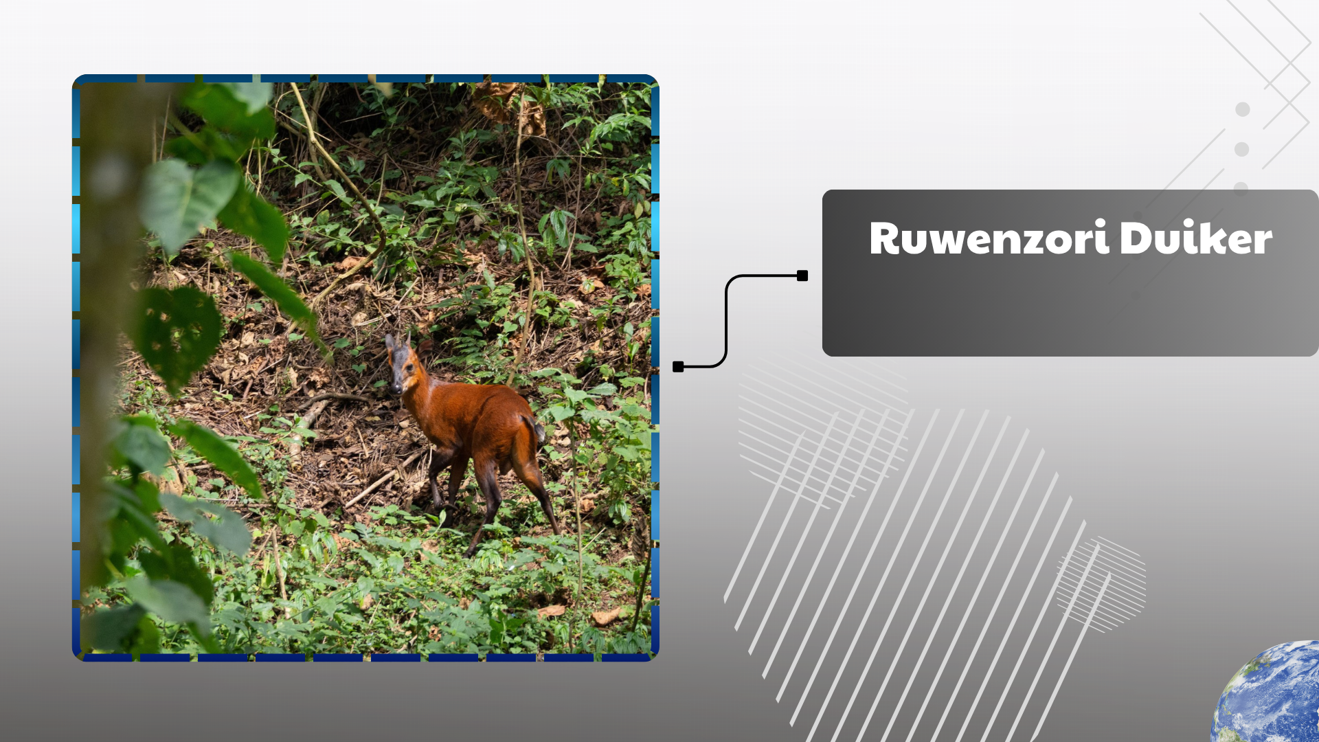 Ruwenzori Duiker