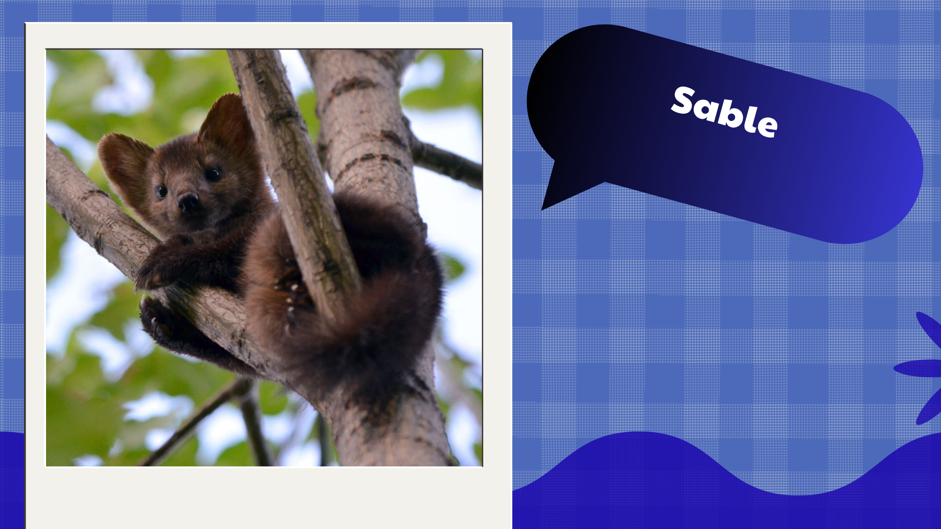 Sable