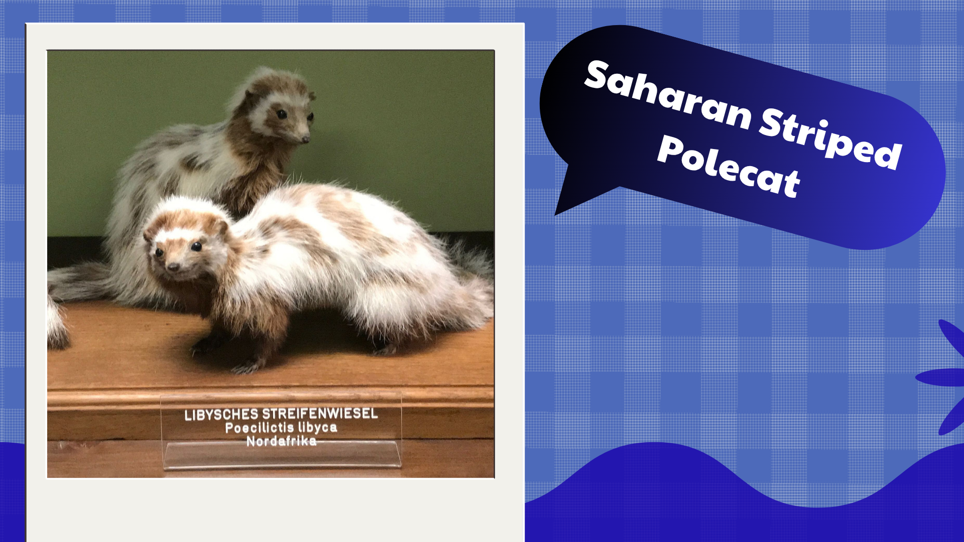 Saharan Striped Polecat