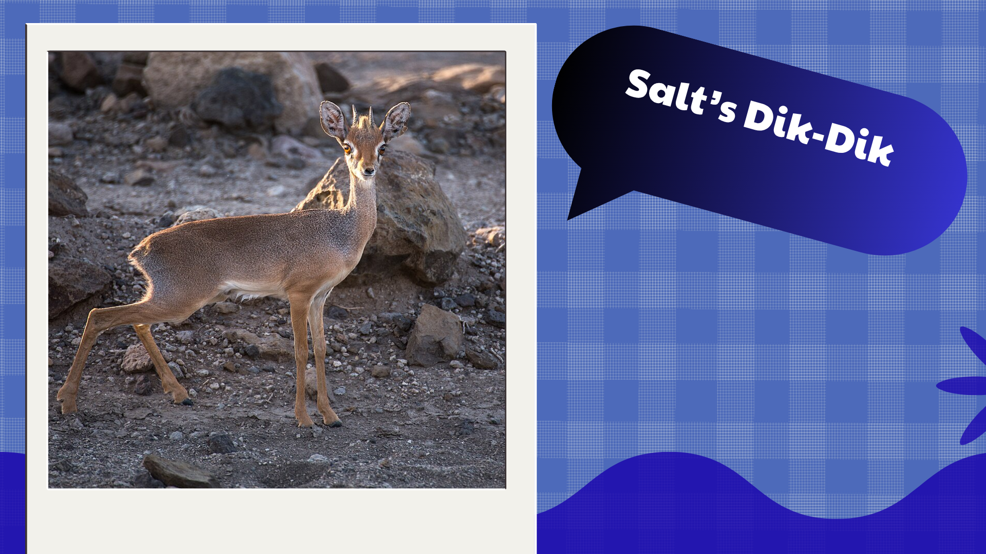 Salt's Dik-Dik