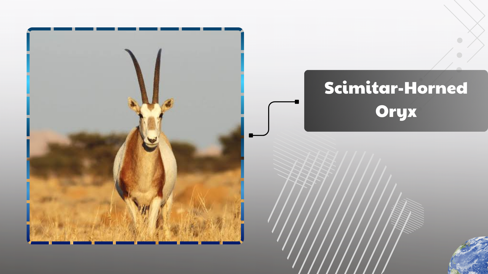 Scimitar-Horned Oryx