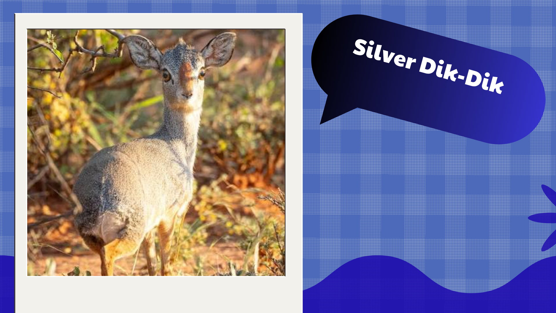 Silver Dik-Dik