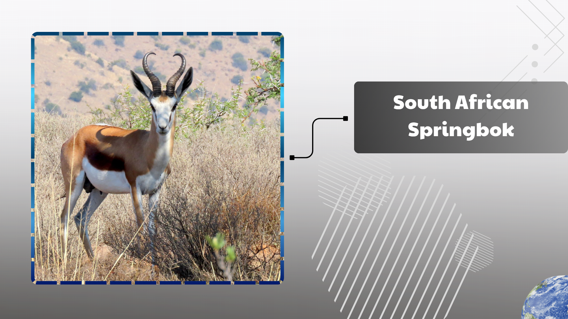 South African Springbok