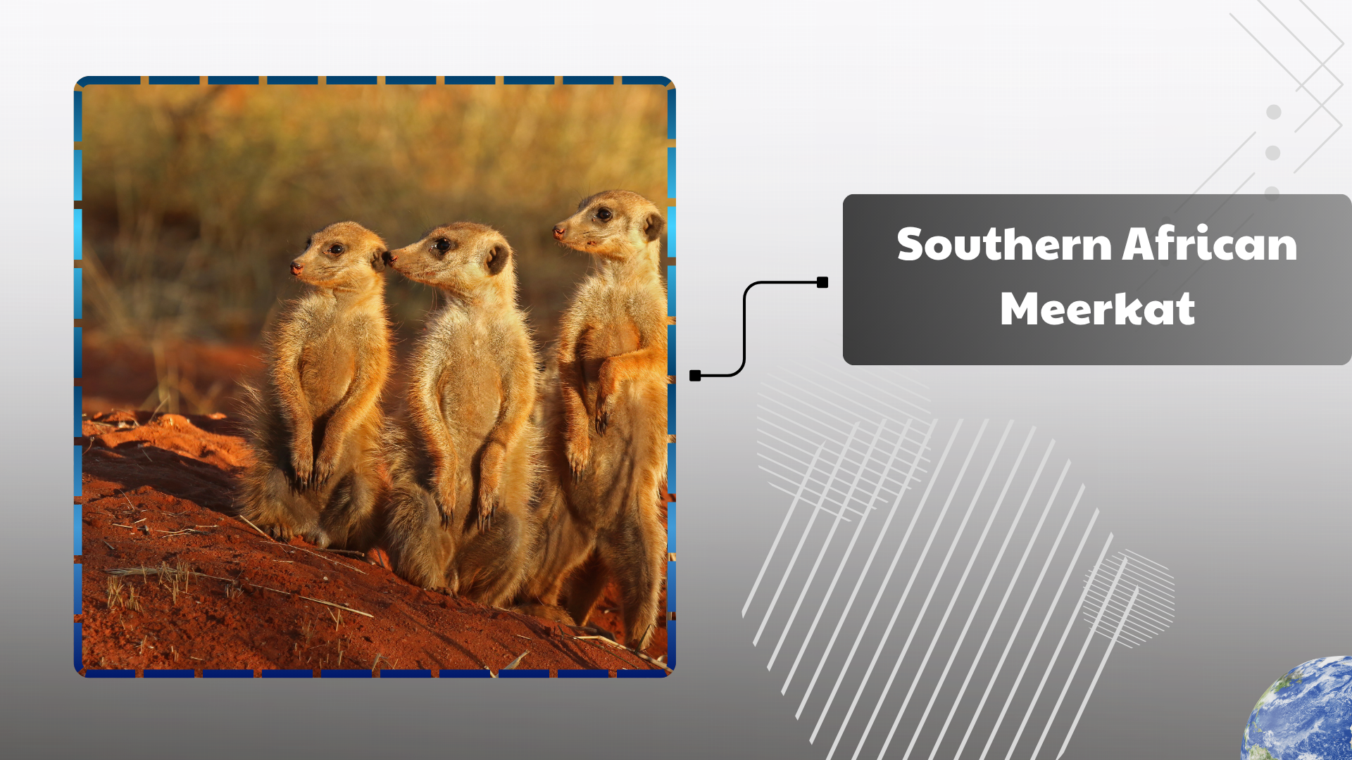 Southern African Meerkat