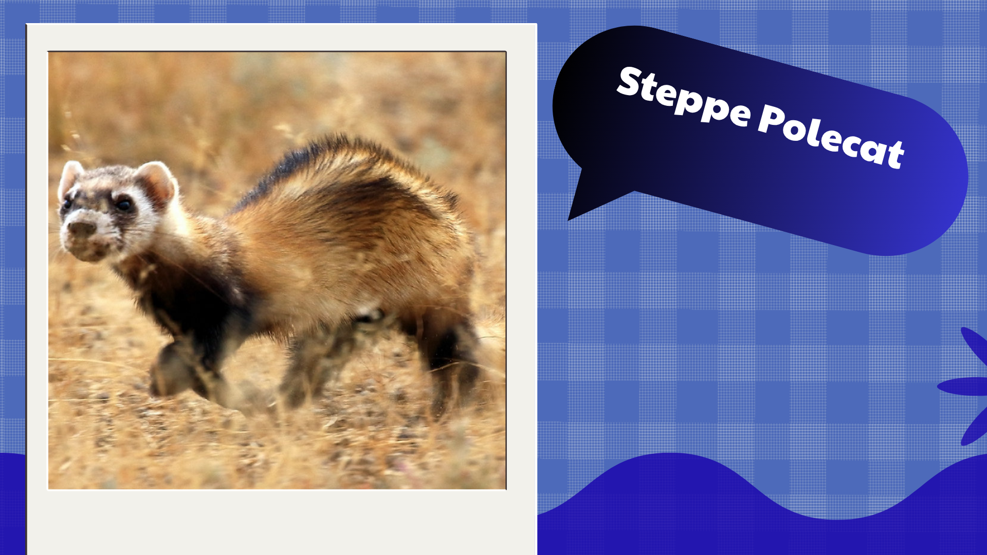 Steppe Polecat