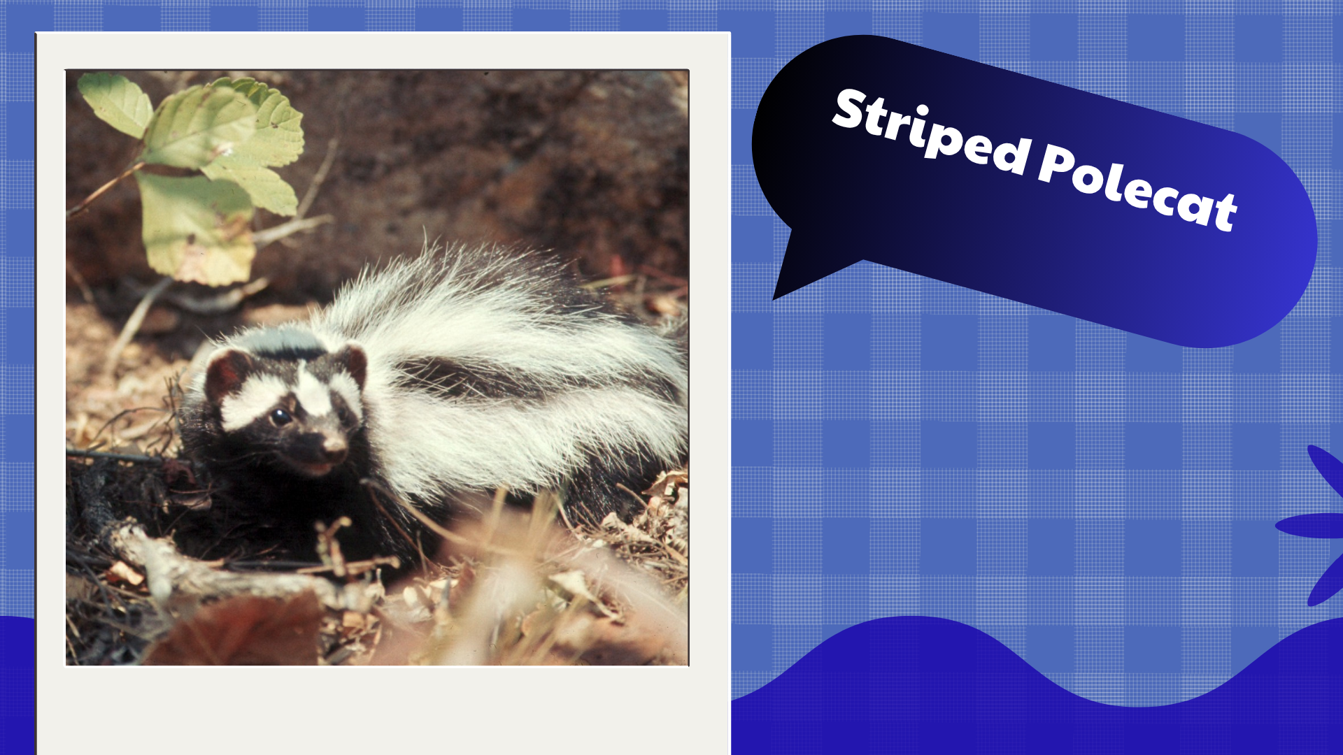 Striped Polecat