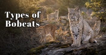 Types of Bobcats