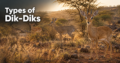 Types-of-Dik-Diks