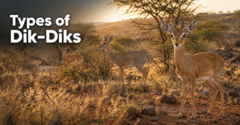Types-of-Dik-Diks
