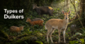Types of Duikers