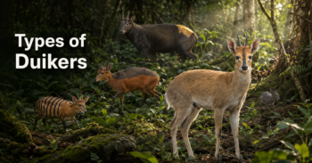 Types of Duikers
