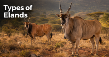 Types of Elands