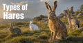 Types-of-Hares