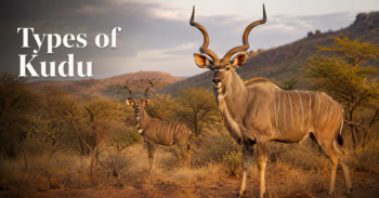 Types-of-Kudu