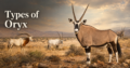 Types-of-Oryx