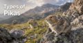 Types-of-Pikas