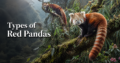 Types-of-Red-Pandas