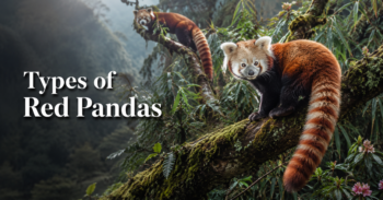 Types-of-Red-Pandas