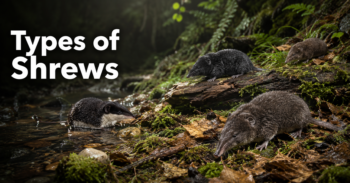 Types-of-Shrews