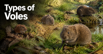 Types-of-Voles