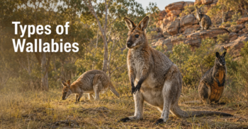 Types-of-Wallabies