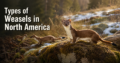 Types-of-Weasels-in-North-America