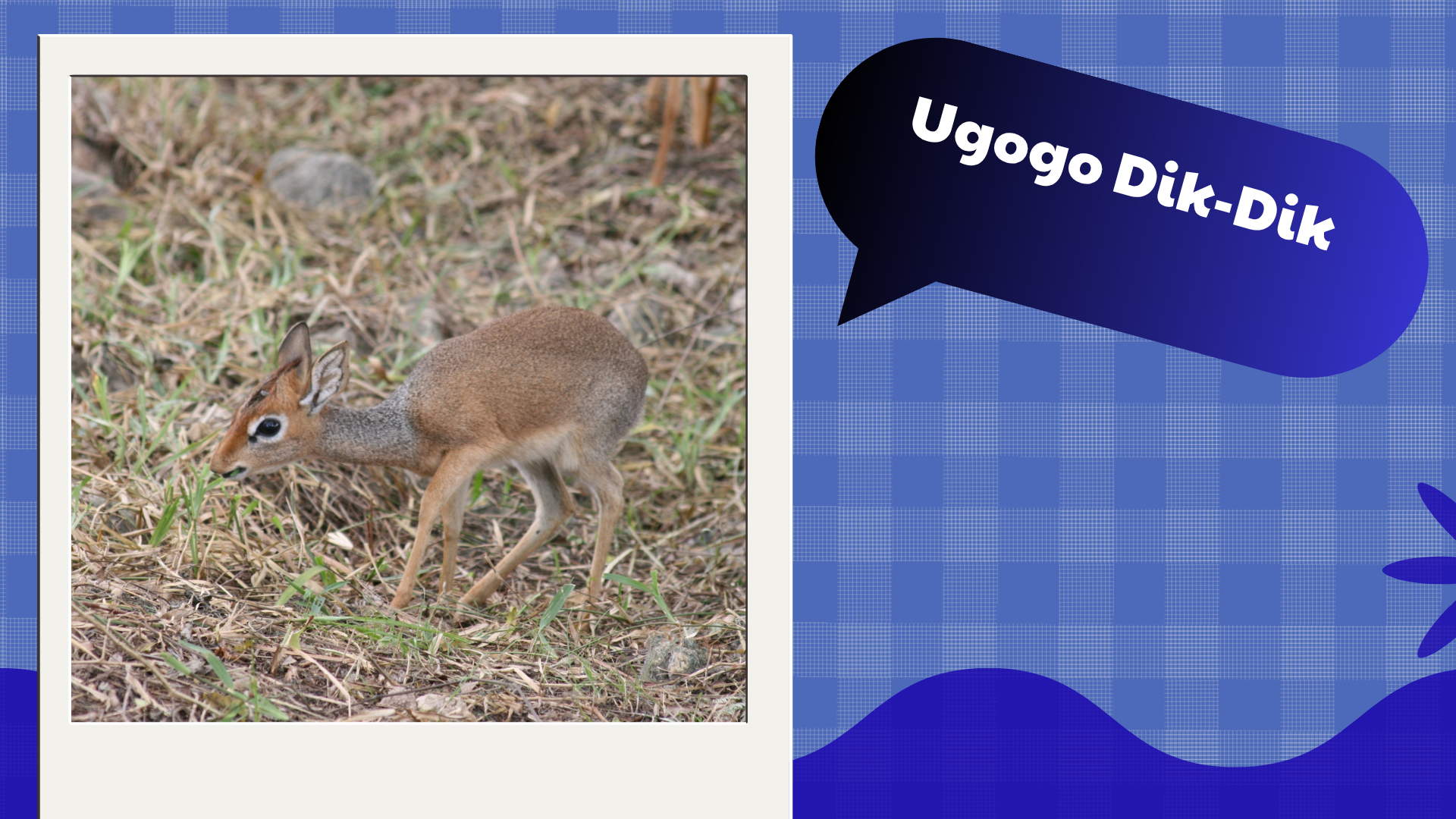 Ugogo Dik-Dik
