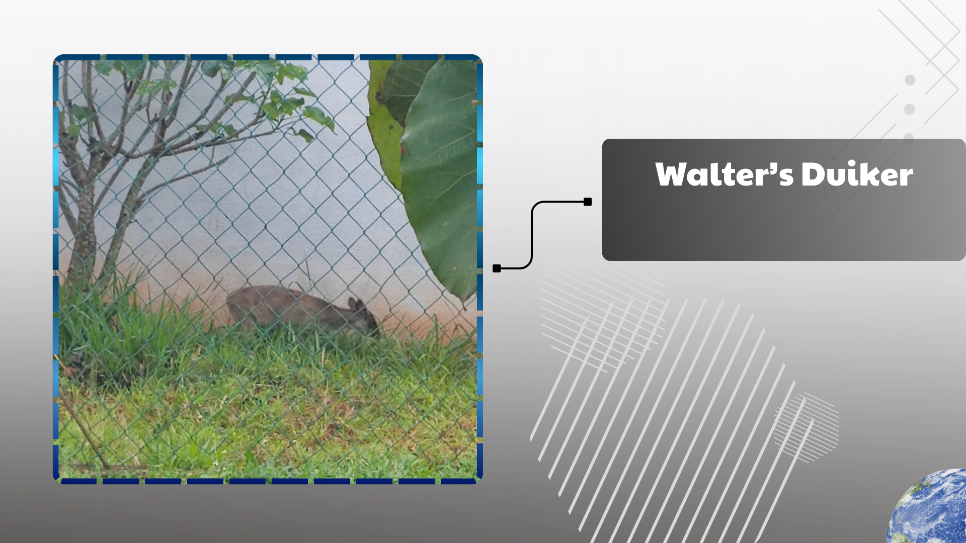 Walter’s Duiker