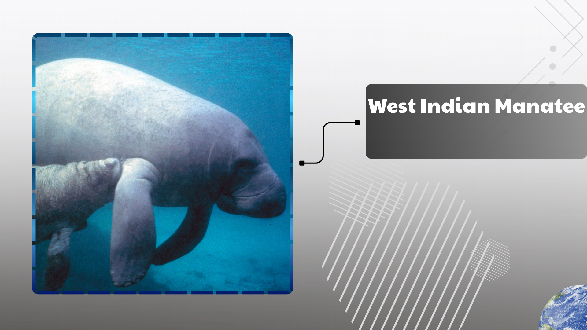 West-Indian-Manatee