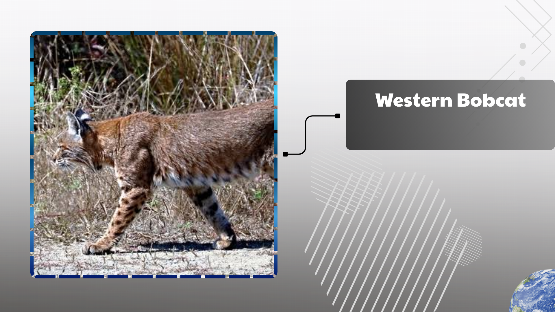 Western Bobcat