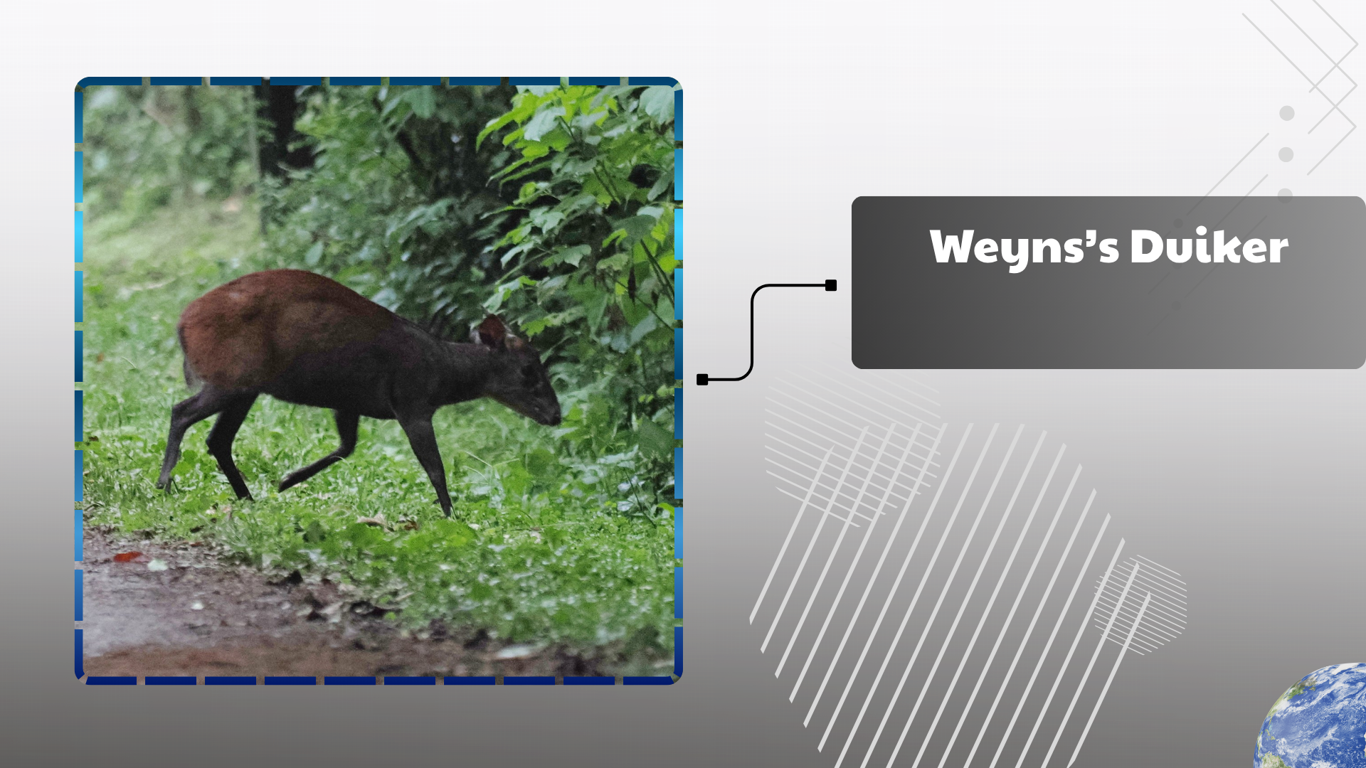 Weyns’s Duiker