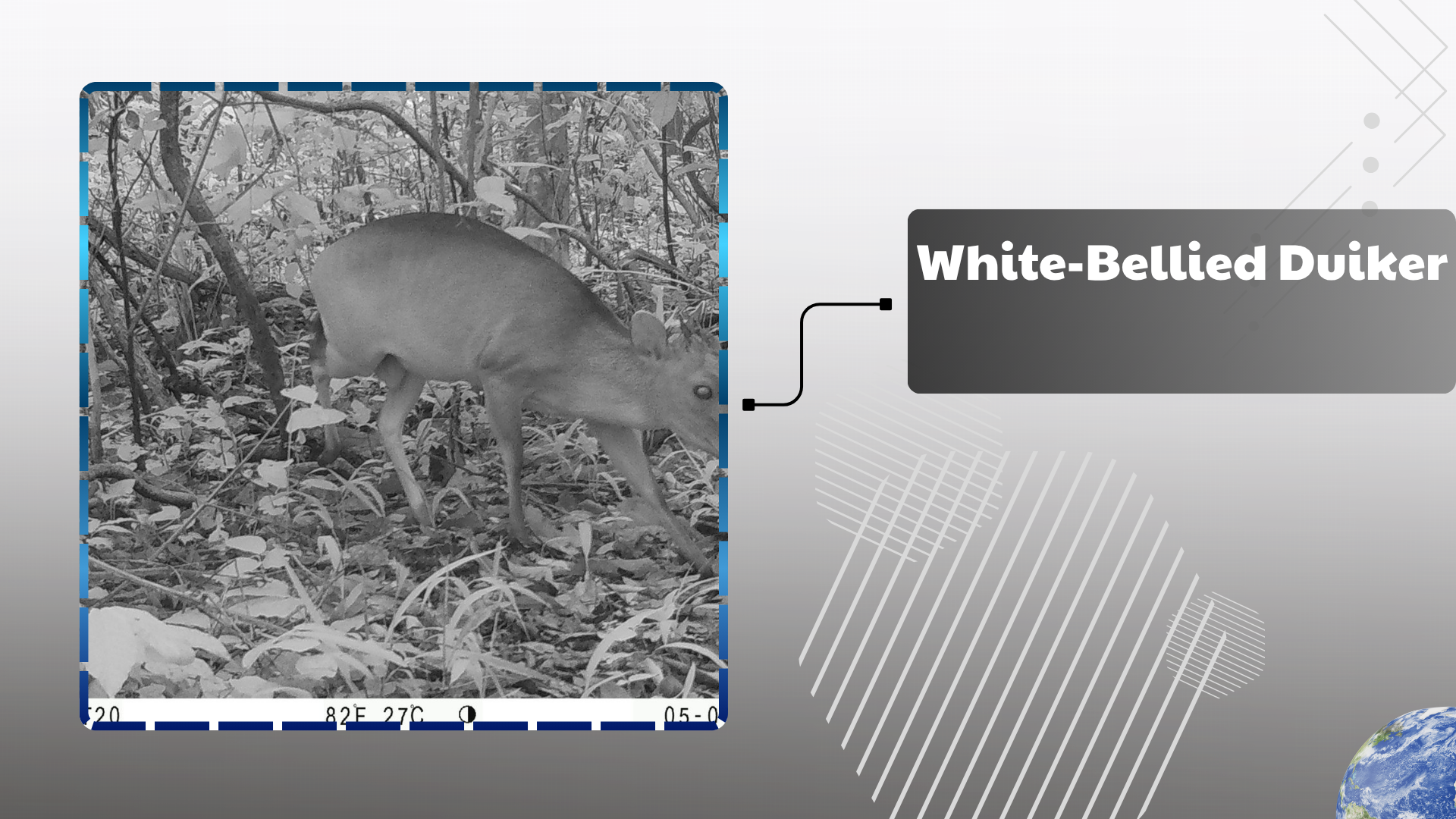 White-Bellied Duiker