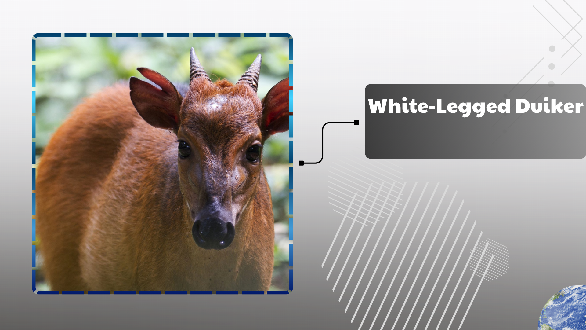 White-Legged Duiker