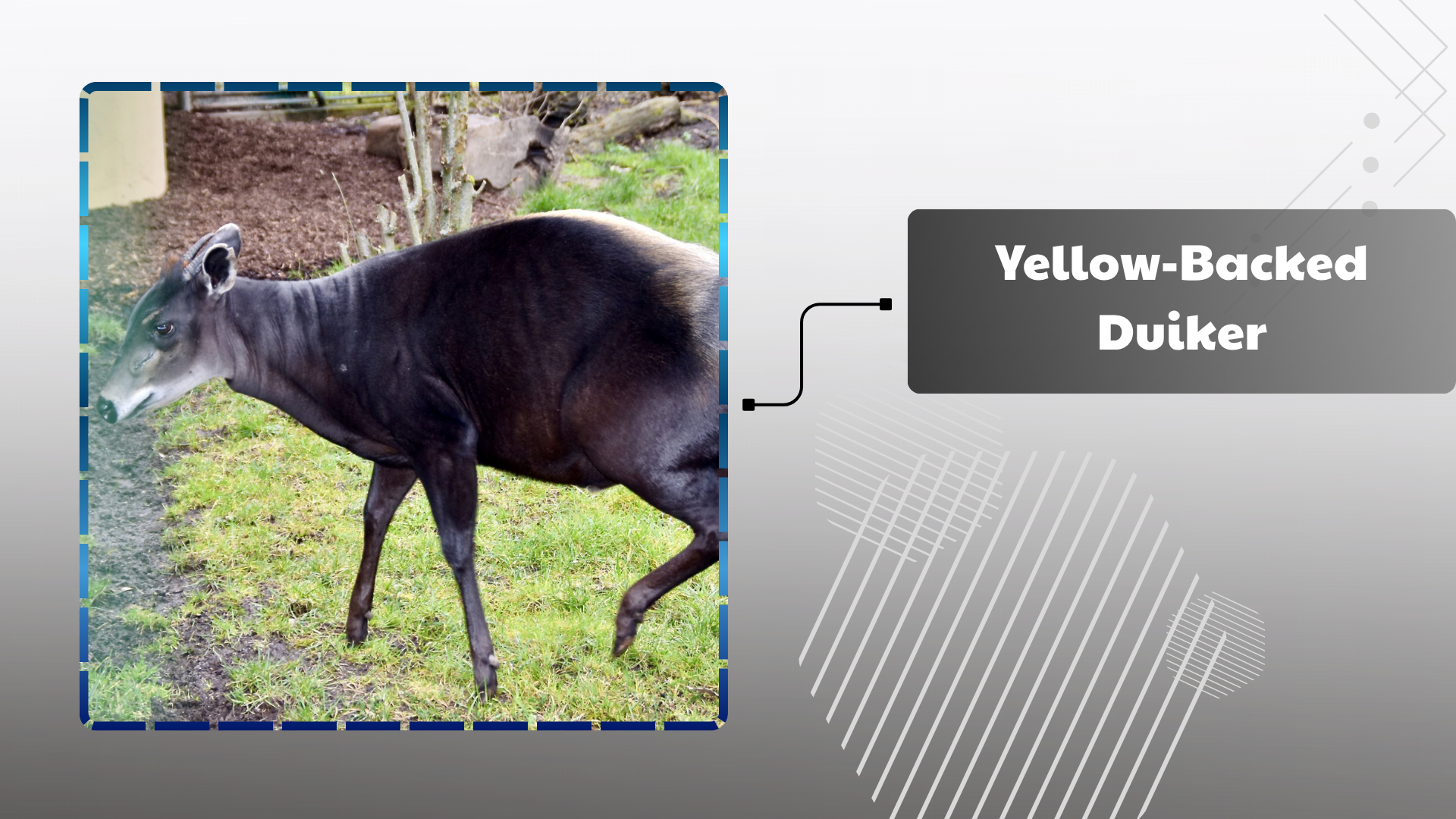 Yellow-Backed Duiker