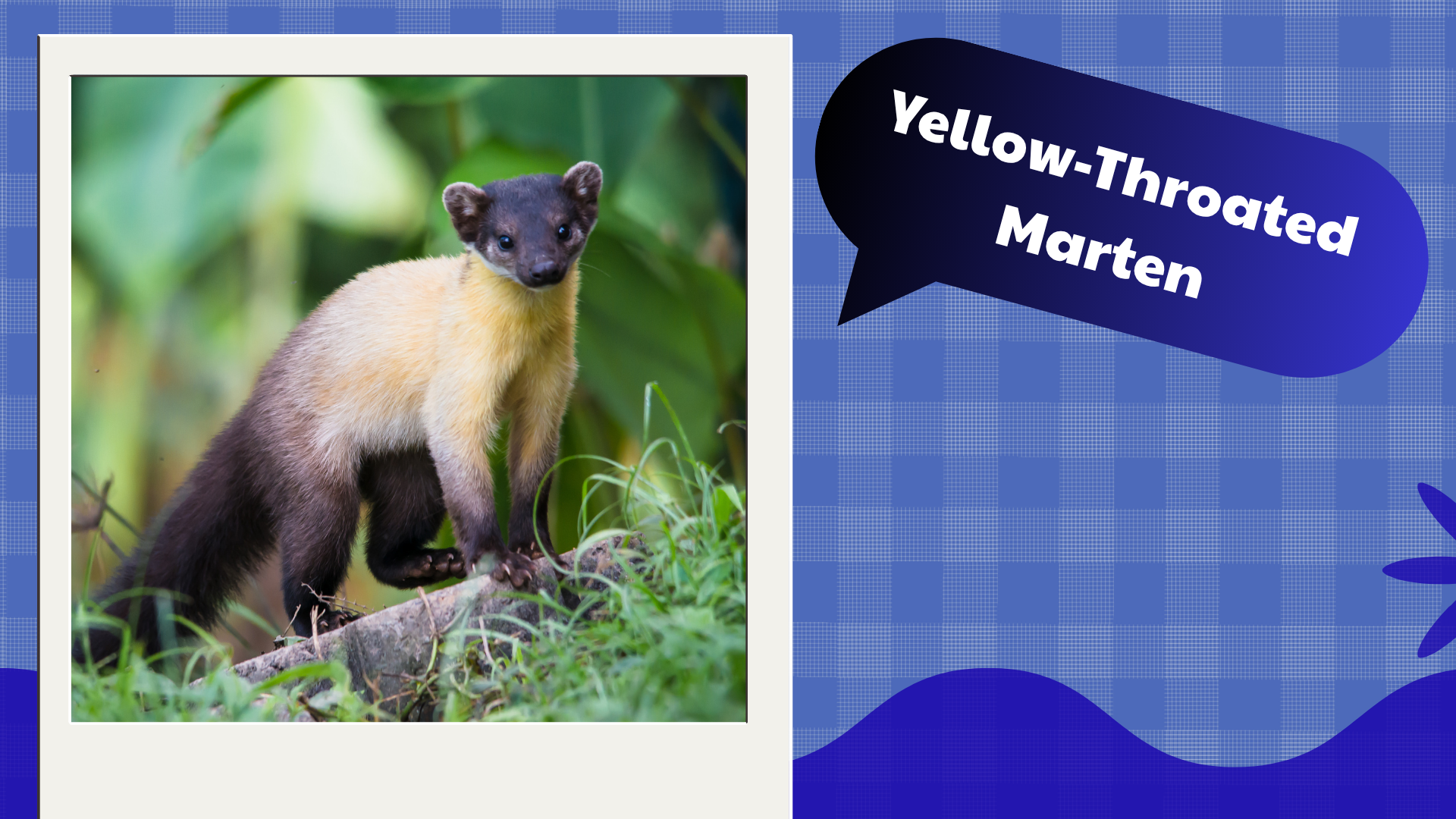Yellow-Throated Marten