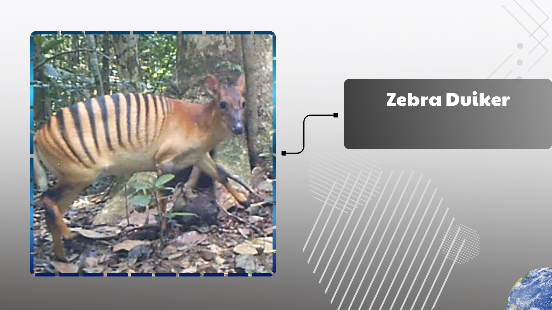 Zebra Duiker