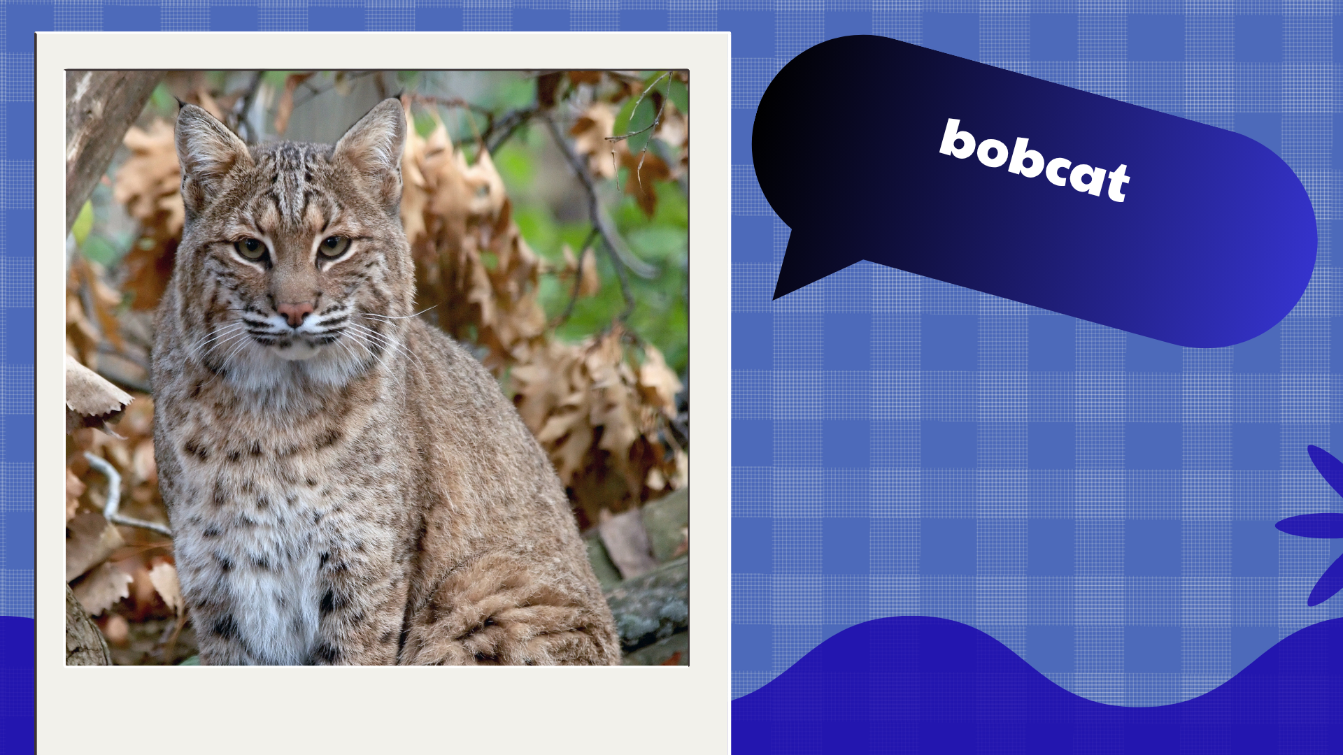 Bobcat