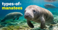 types-of-manatees