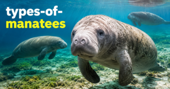 types-of-manatees