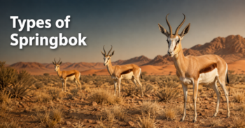 types-of-springbok